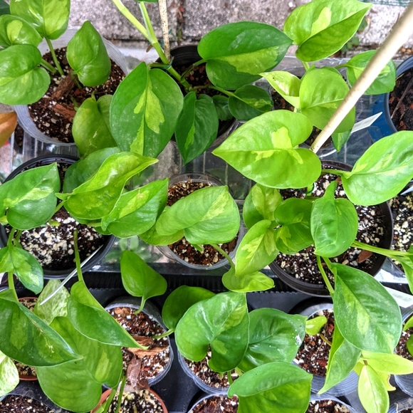 Global Green Pothos 4 Inch Live Rooted Plant - Picture 5 of 5